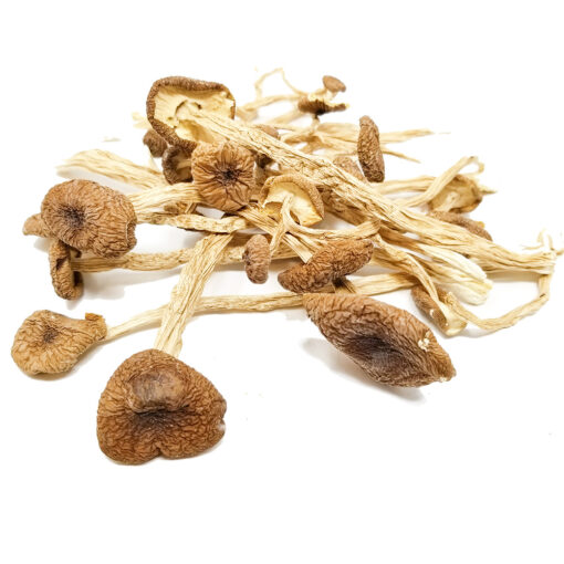 Psilocybe Mexicana Mushroom